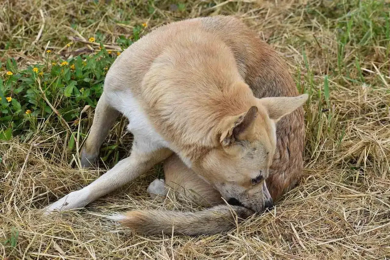 Perro con pulgas en casa, se rasca la cola en medio de la hierba seca.