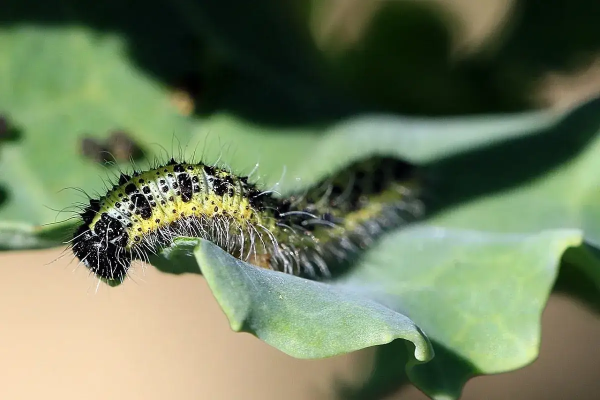 Bruco su foglia verde, un esempio di come il bacillus thuringiensis si usa per il controllo biologico.