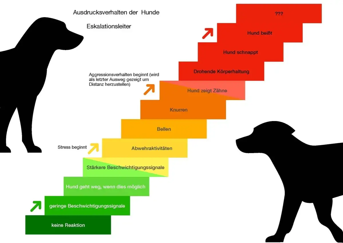 Hunde-Eskalationsleiter: Von keiner Reaktion bis zum Bei&szlig;en. Um einen &uuml;berdrehten Hund zu beruhigen, muss man die Signale erkennen und deeskalieren.