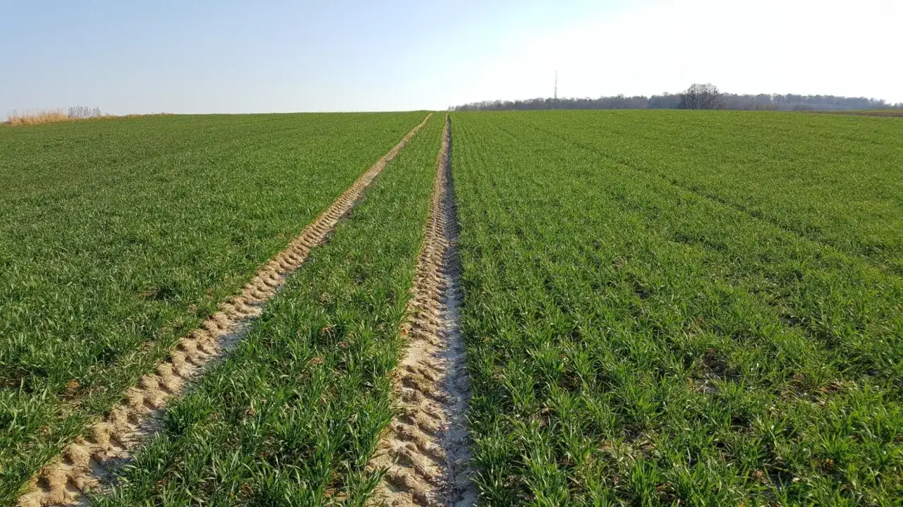 Zielone pole młodego zboża, z widocznymi śladami po traktorze. Widać, że lubofoska pod zboża zadziałała, zapewniając bujny wzrost.