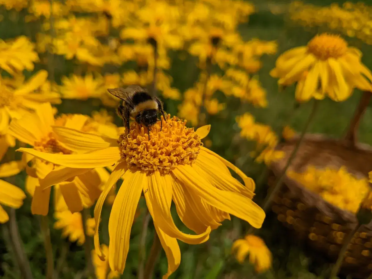 Un'ape raccoglie nettare da un fiore giallo di arnica pianta. Sullo sfondo, un cesto pieno di fiori simili.