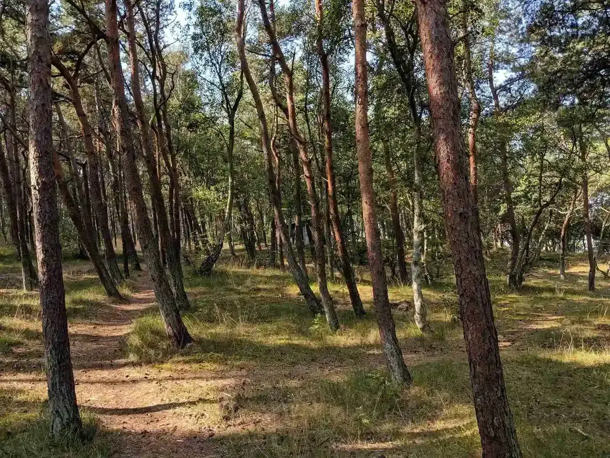 En stig slingrar sig genom en tallskog, perfekt för en promenad vid Lerbergets camping.