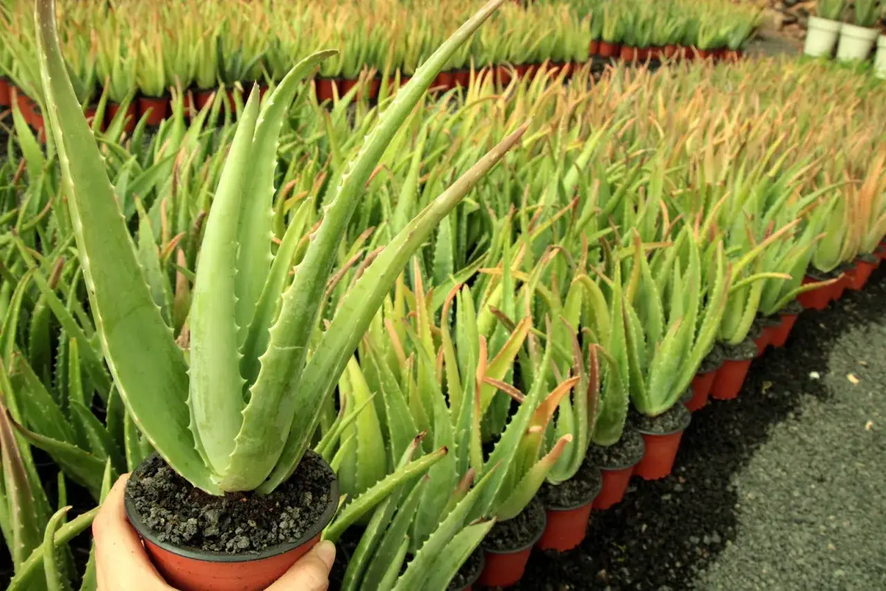 Mano sostiene una maceta con aloe vera, lista para trasplantar. Filas de plantas de aloe vera en macetas se extienden al fondo.
