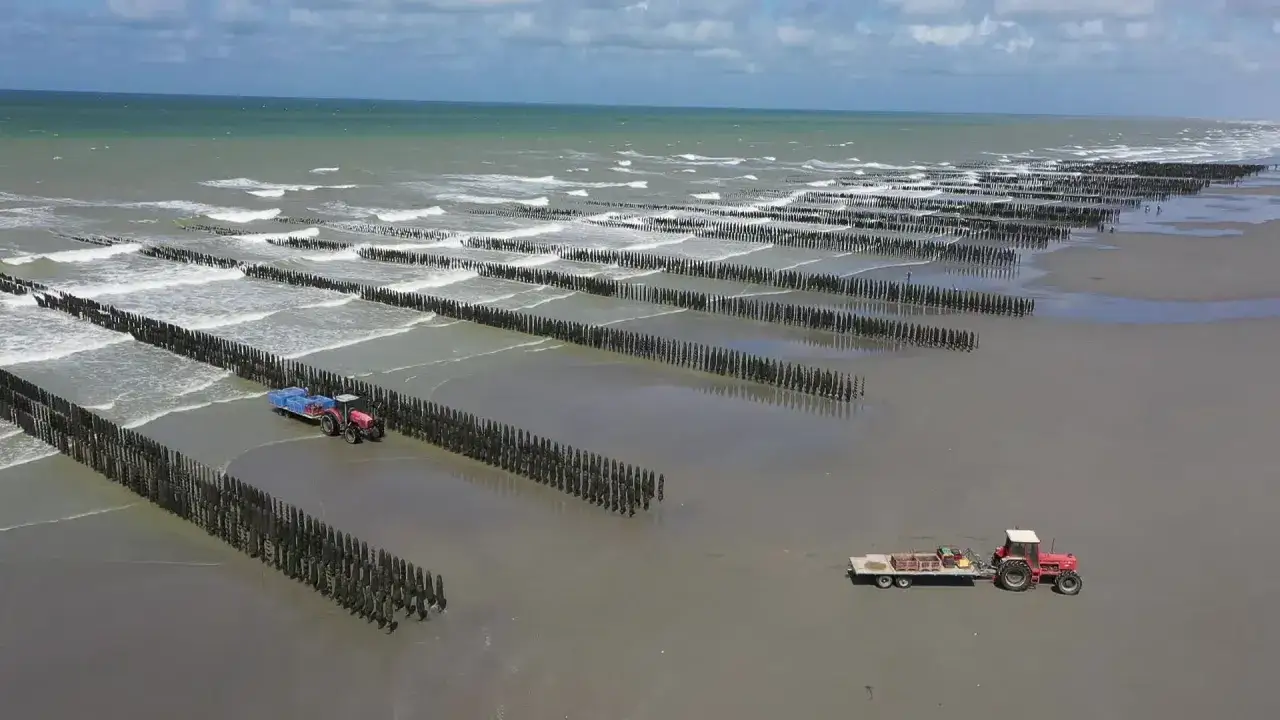 Tracteurs sur la plage, travaillant dans les parcs à moules. Un éleveur de moules prépare la récolte.