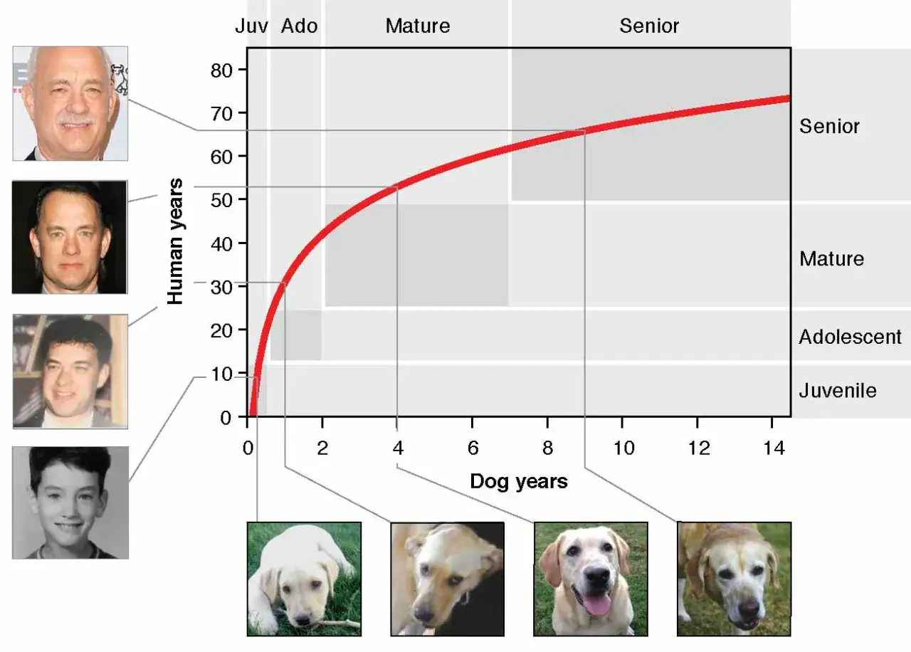 Gráfico de la tabla de edad de perros a humanos, mostrando la curva de envejecimiento y etapas de vida.