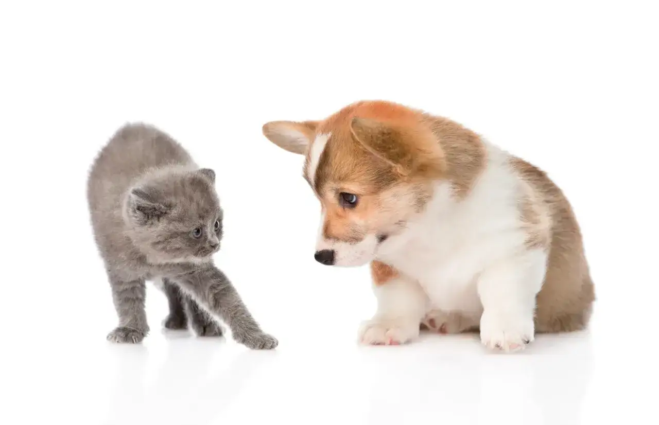Un chiot corgi curieux rencontre un chaton gris timide. Ce chien qui aime les chats semble prêt à devenir le meilleur ami du félin.