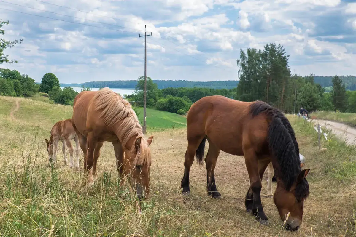 Konie w Wigierskim Parku Narodowym