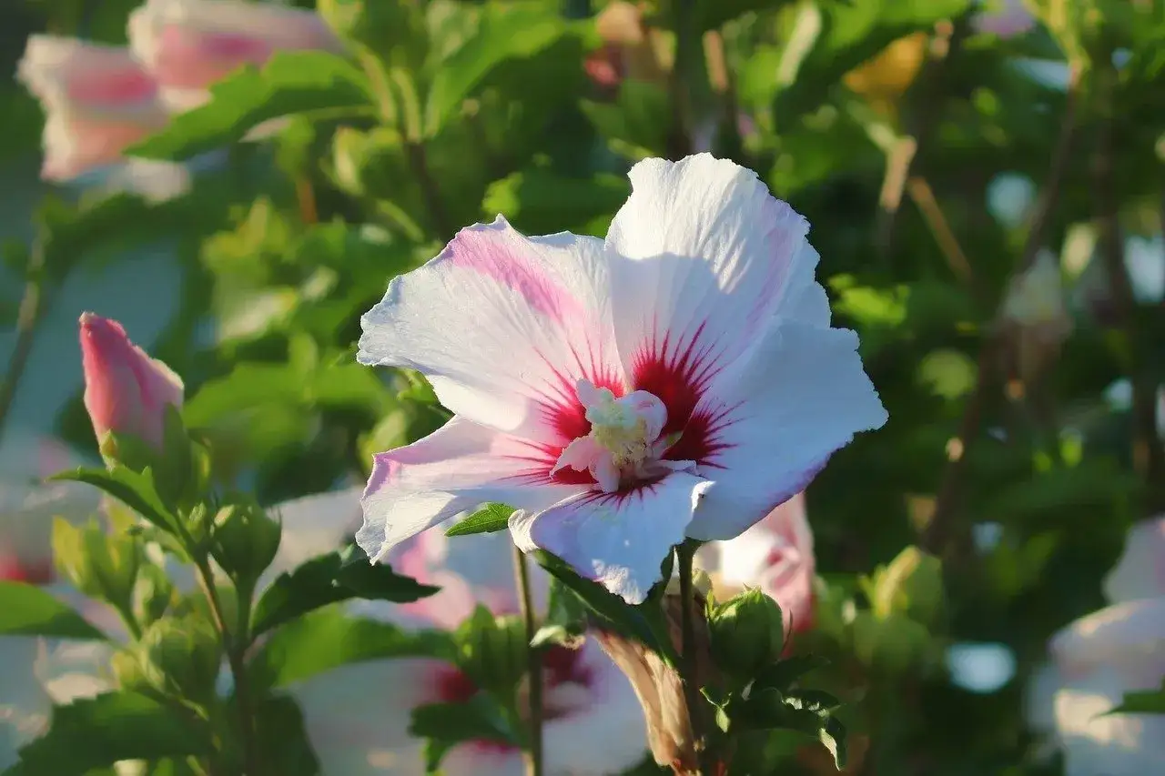 Piękny biały hibiskus z różowymi żyłkami, kwitnie w pełni lata. Obok pąki i zielone liście.