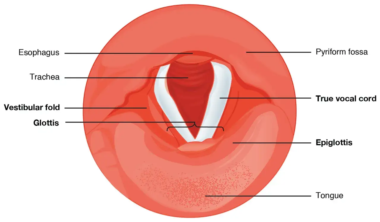 Anatomia krtani z widocznym nagłośnią, fałdami przedsionkowymi i strunami głosowymi. Ilustracja może pomóc zrozumieć zapalenie nagłośni.