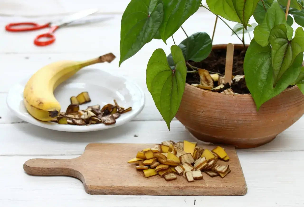 Nawóz z bananów do jakich roślin? Skórki bananów, pokrojone na desce, obok doniczki z rośliną, to naturalny nawóz.