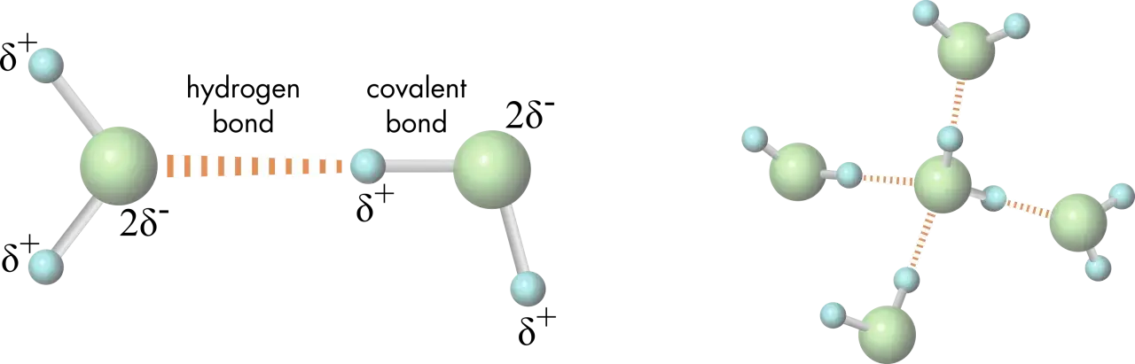 Moleküle H₂O zeigen die besonderen Eigenschaften von Wasser: Wasserstoffbrückenbindungen verbinden die Sauerstoffatome (grün) über Wasserstoffatome (hellblau).