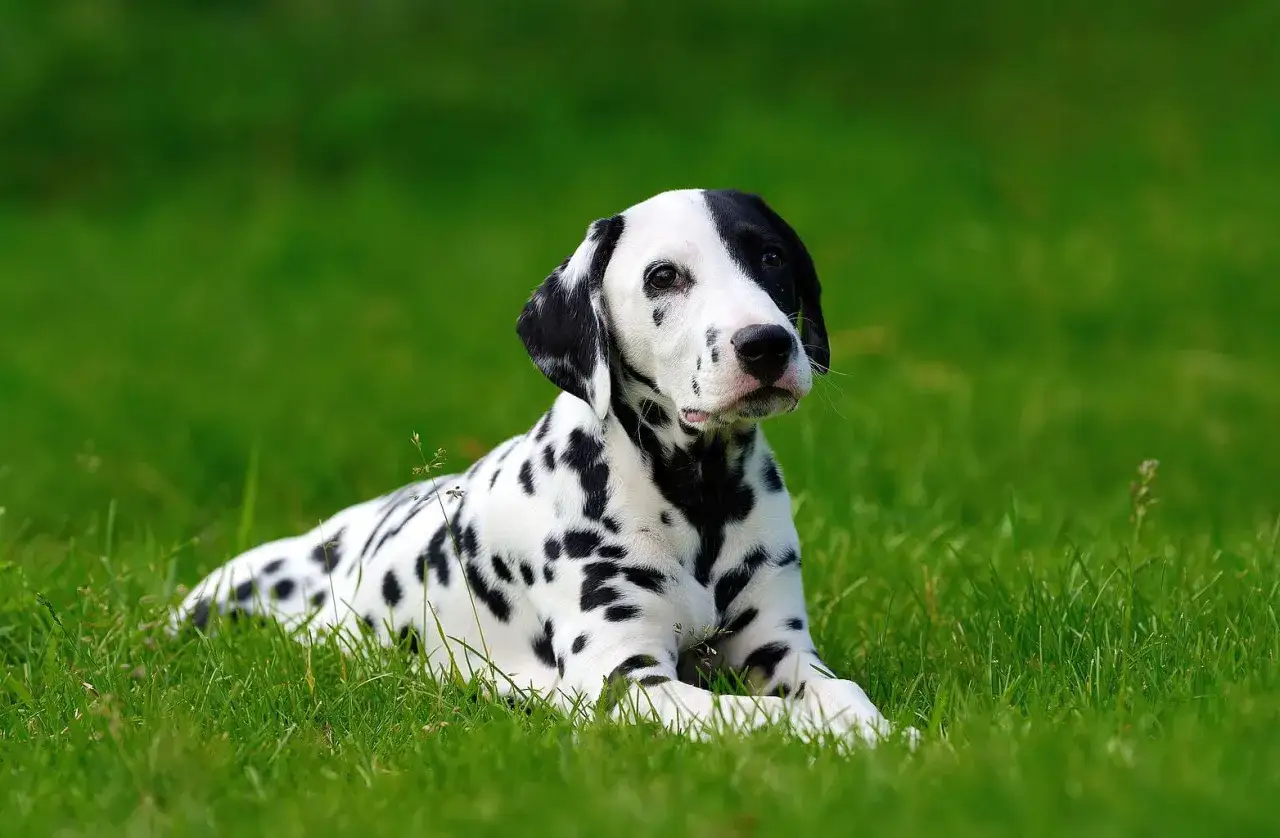 Uroczy dog o białej sierści w czarne cętki leży na zielonej trawie, wyglądając z zaciekawieniem.