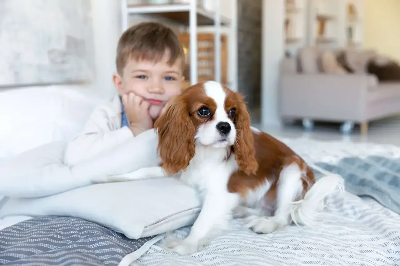 Chłopiec z Cavalier King Charles Spaniel, idealne małe rasy psów dla dzieci.