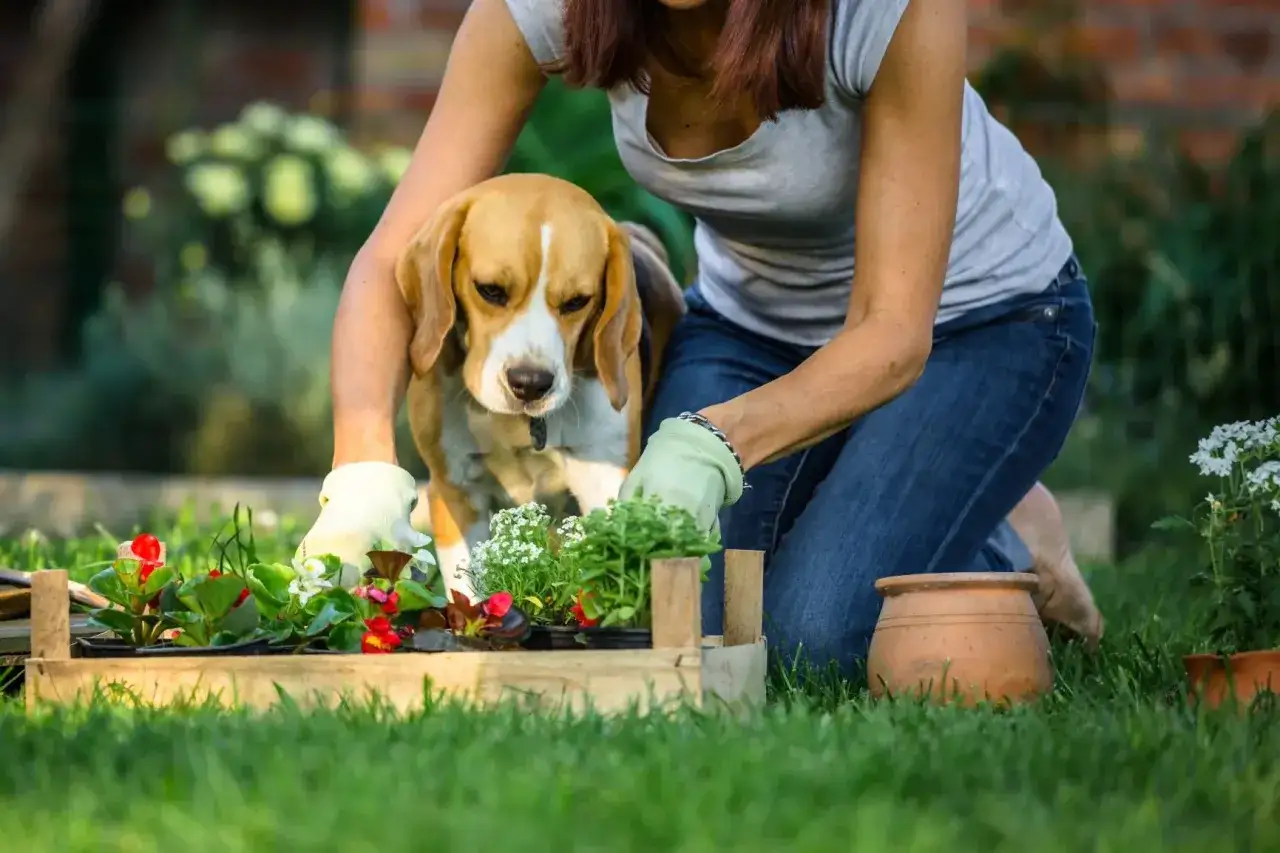 Ein Beagle hilft beim G&auml;rtnern. Vielleicht fragt er sich, warum buddeln Hunde, w&auml;hrend er zusieht, wie Blumen gepflanzt werden.