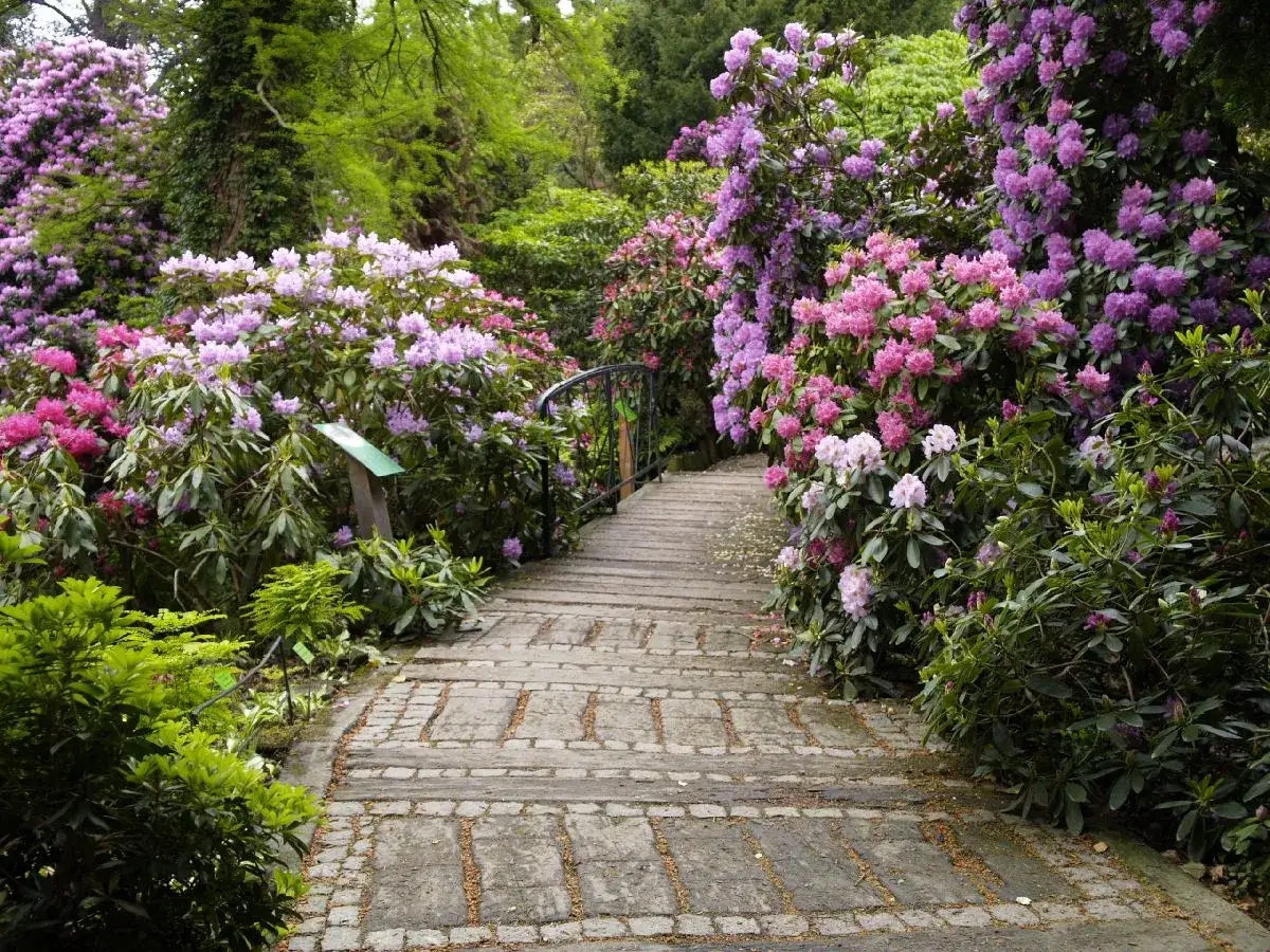 Arboretum Wojsławice: kwitnące rododendrony zachęcają do wizyty wiosną, gdy wszystko budzi się do życia.