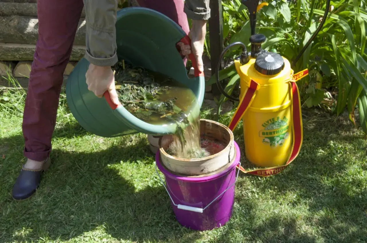 Filtration du purin d'ortie, un engrais naturel mais dont la manipulation peut être dangereuse. Le liquide verdâtre est versé dans un tamis.