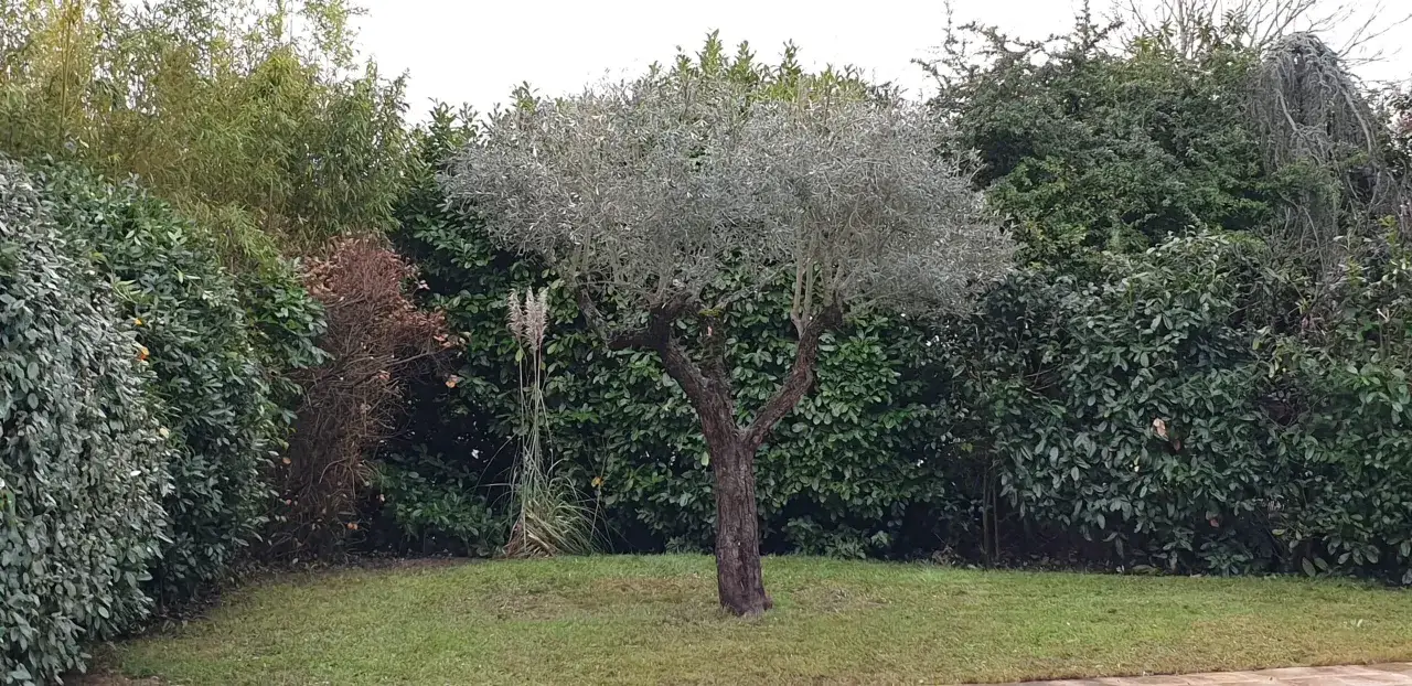 Un jeune olivier, taill&eacute; avec soin, se dresse au milieu d'un jardin verdoyant, entour&eacute; de v&eacute;g&eacute;tation dense.