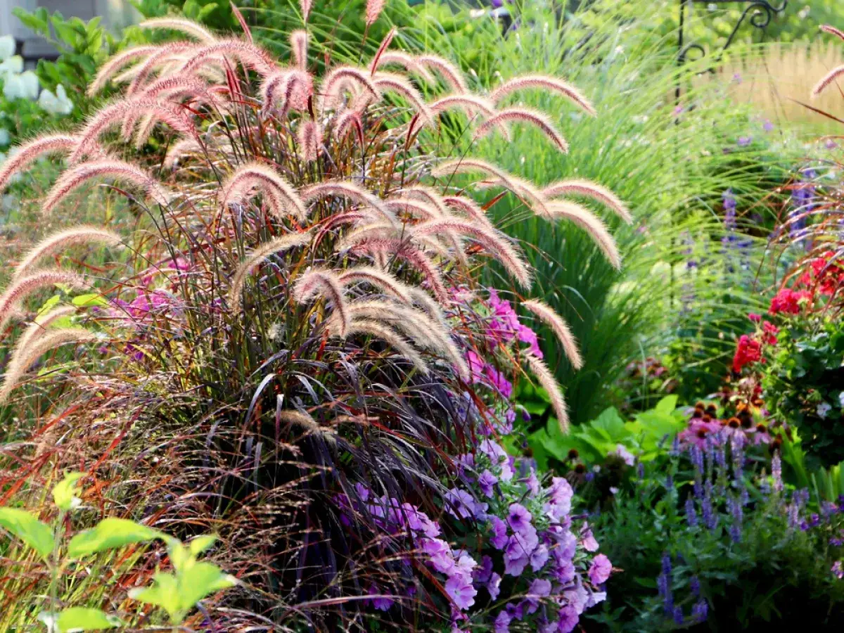 Plantes ornementales aux &eacute;pis plumeux roses et violets, un jardin facile d'entretien aux couleurs vives.
