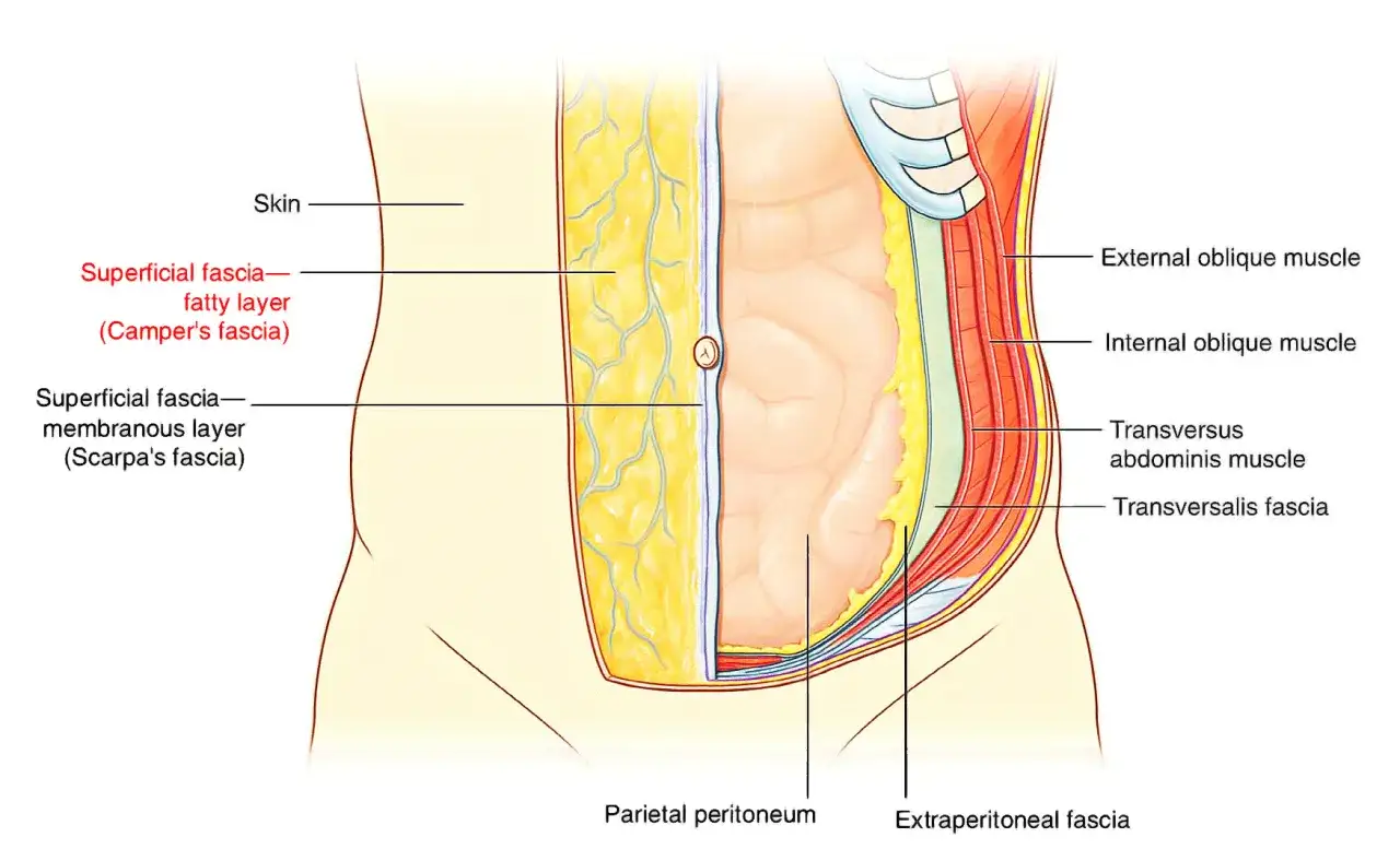 Schnitt durch die Bauchwand: Haut, Faszienschichten (Camper's, Scarpa's) und Muskeln. Anatomie des Bauches.