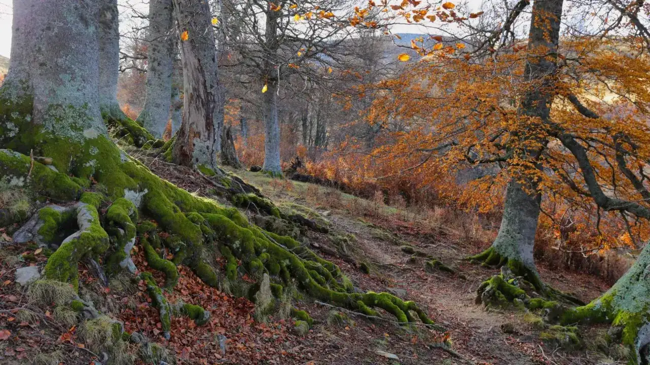 Raíces cubiertas de musgo verde emergen en un **bosque de gamueta** otoñal, con hojas doradas y marrones cubriendo el suelo.