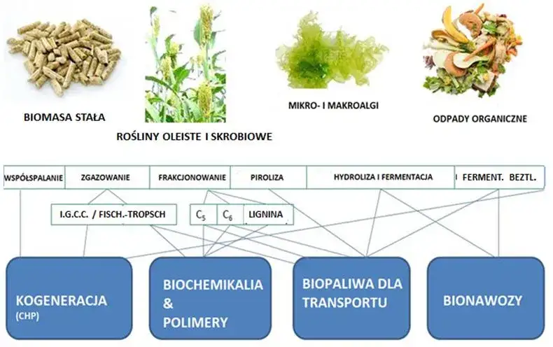 rodzaje biomasy leśnej i rolnej dla energetyki