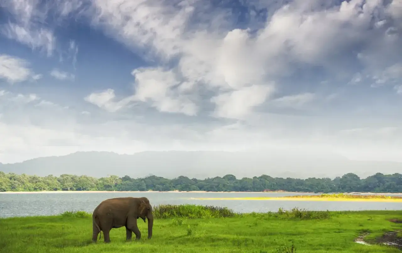 Un éléphant solitaire se promène dans une prairie verdoyante, près d'un lac, sous un ciel nuageux. Un moment paisible de safari au Sri Lanka.