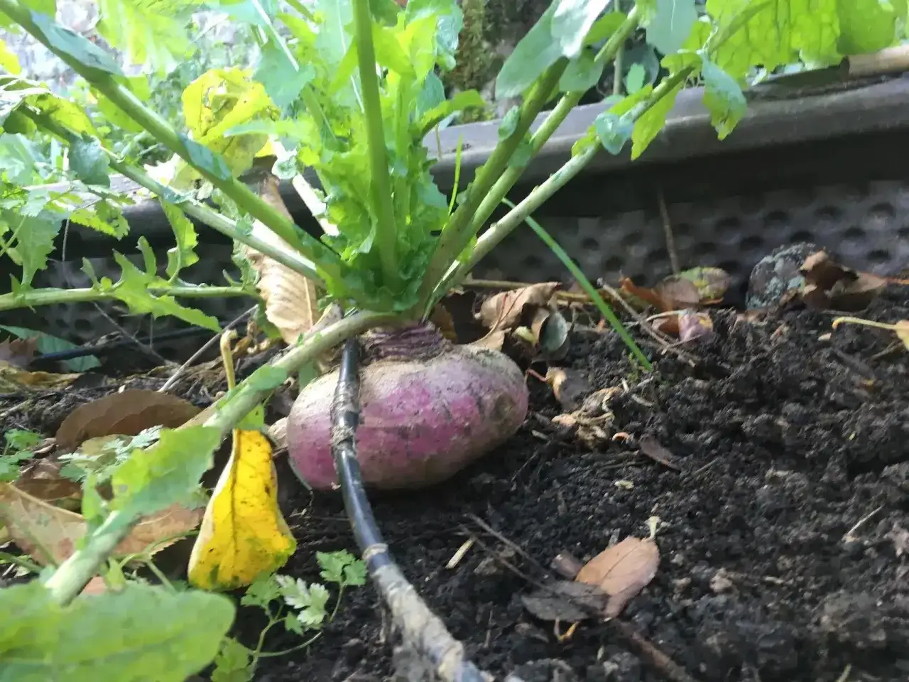 Gros navet violet et blanc, pr&ecirc;t &agrave; &ecirc;tre r&eacute;colt&eacute;, avec ses feuilles vertes luxuriantes. Une vari&eacute;t&eacute; de navet qui promet une belle r&eacute;colte.