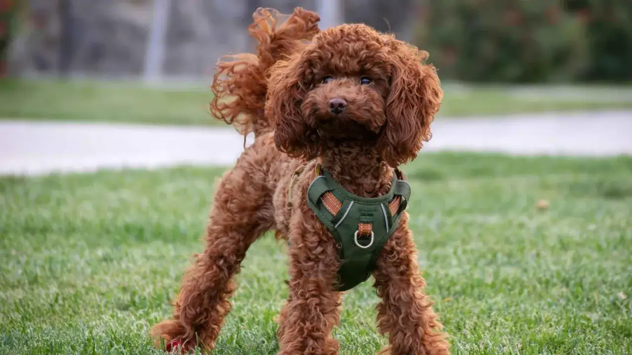Un juguetón perro marrón de pelo rizado, con un arnés verde, disfruta del césped.