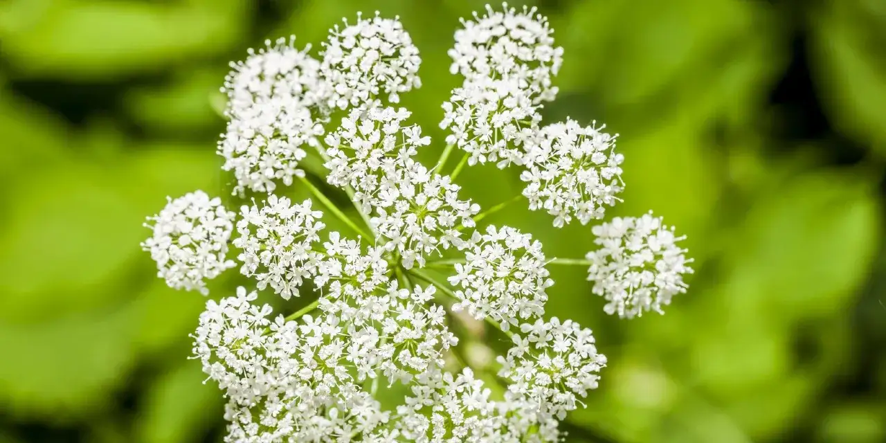 Zarte wei&szlig;e Bl&uuml;ten der Bibernelle, deren Heilwirkung seit langem bekannt ist, entfalten sich vor einem unscharfen gr&uuml;nen Hintergrund.