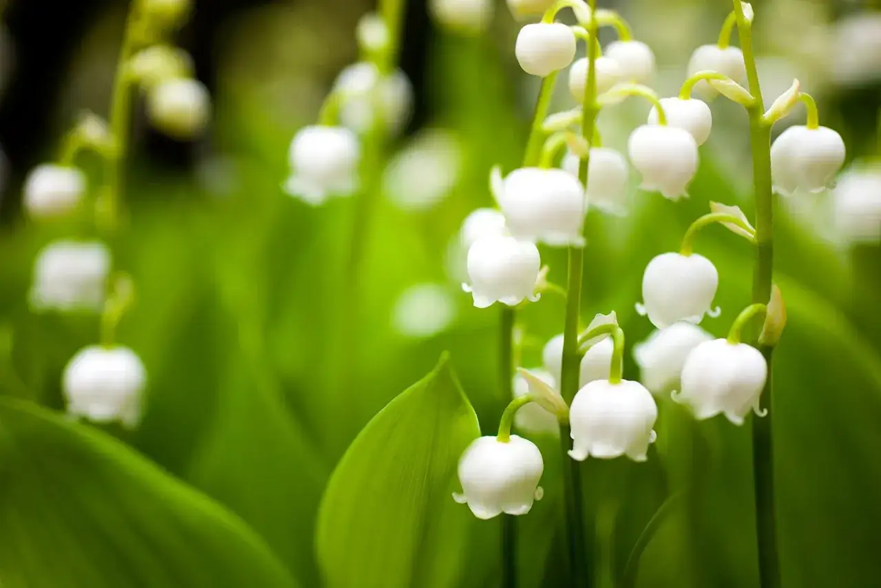 Delicadas campanillas blancas de la flor de nacimiento cuelgan de tallos verdes, rodeadas de hojas exuberantes.