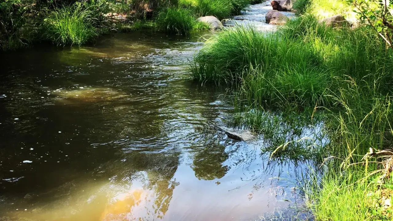 Ruscelli e rigogliosa vegetazione, piante che indicano presenza di acqua, creano un paesaggio sereno e vitale.