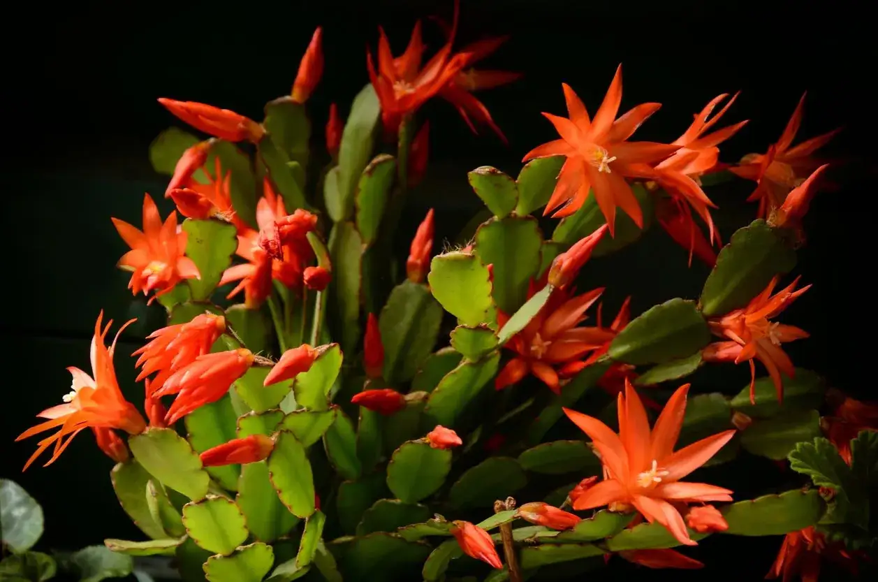 Magnifique cactus de No&euml;l en pleine floraison orange vif. L'entretien de ce cactus est simple pour profiter de ses fleurs &eacute;clatantes.