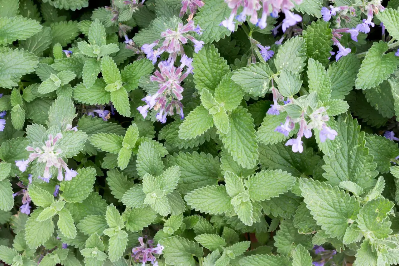 Foglie verdi e fiori viola di mentuccia, che aiutano a capire la differenza tra menta e mentuccia.