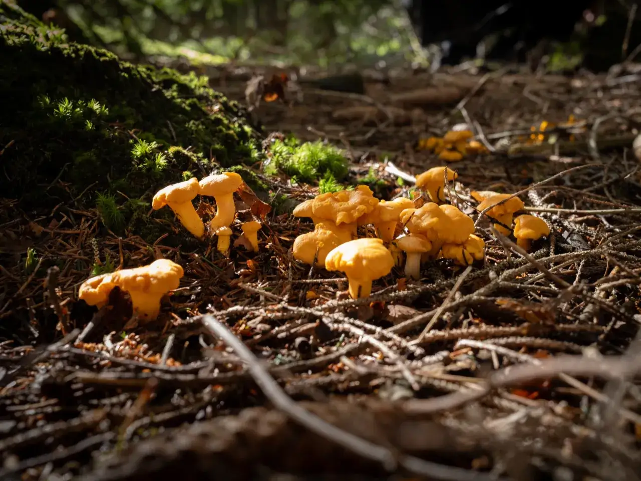 Gyllene kantareller lyser upp skogsmarken, redo att plocka.