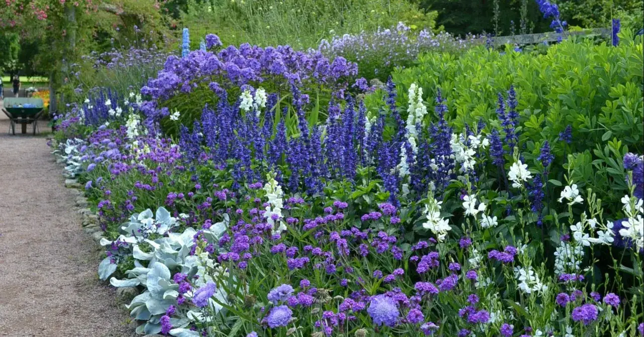 En rabatt med massor av lila blommor, inklusive lobelia blå, som kantas av en grusgång.