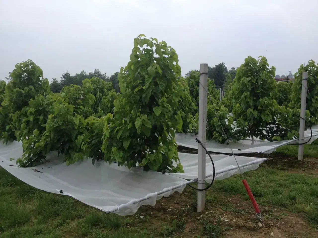 Filari di alberi di gelso frutto protetti da teli bianchi in un frutteto.