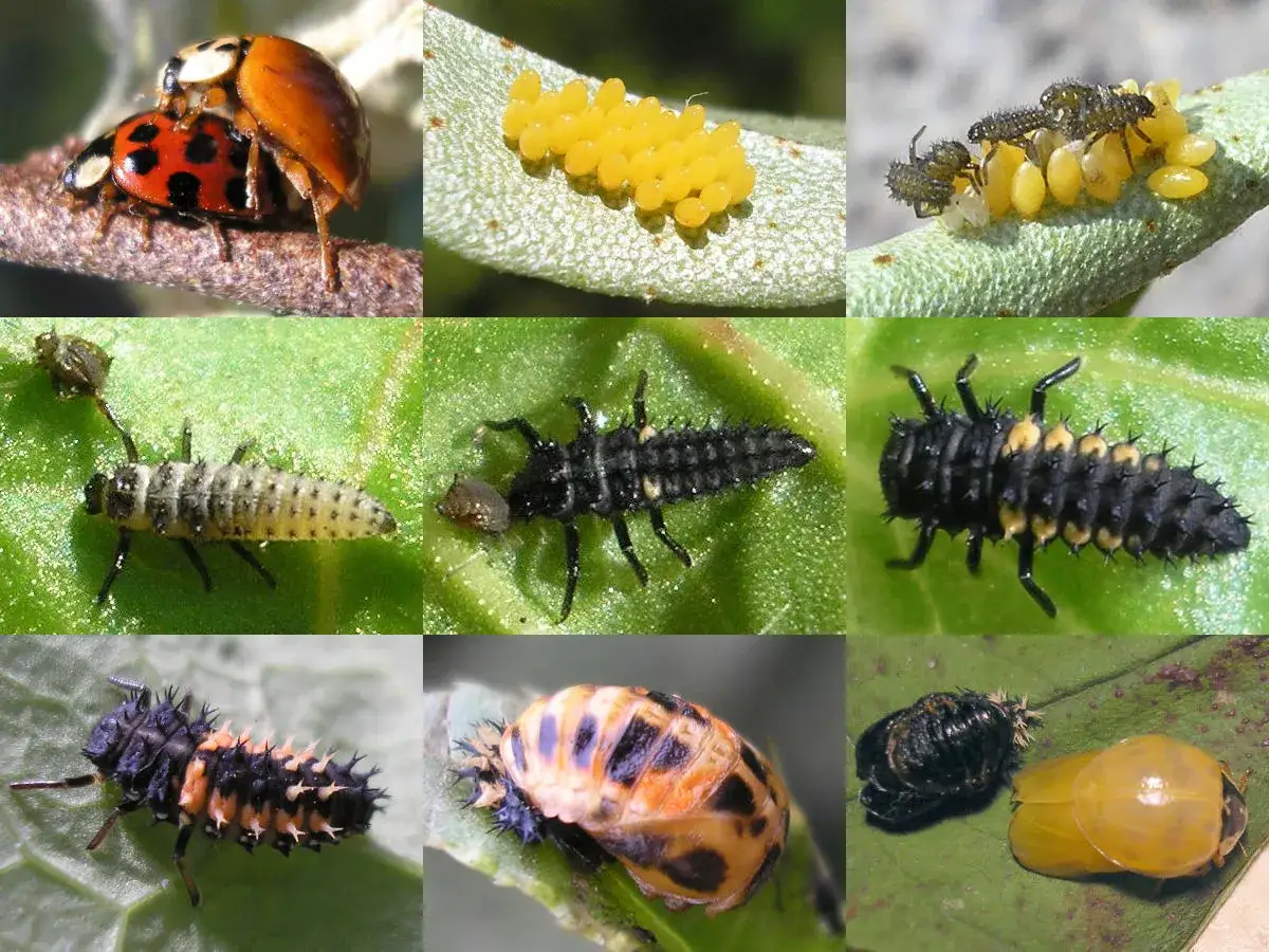 A collage showing the life cycle of ladybugs, from eggs to adult, including various stages of asian beetle larvae.