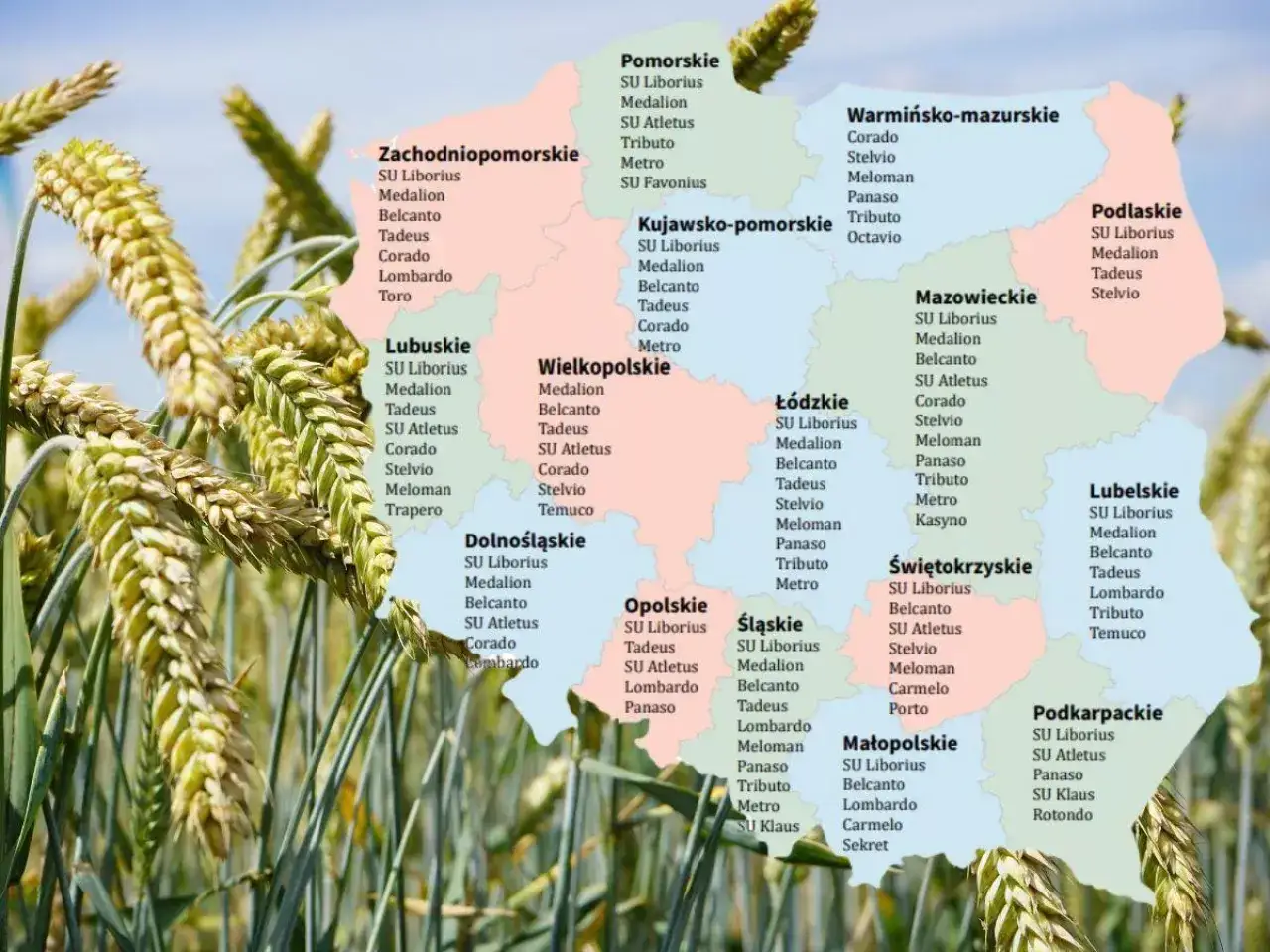 Pszenżyto ozime na słabe gleby. Na mapie Polski zaznaczono odmiany zbóż, np. SU Liborius, Medallion, Belcanto, Tadeus, Corado, Stelvio, Meloman, Panaso, Lombardo, Temuco, Trapero, Kasyno, Carmelo, Porto, Sekret, Klaus, Rotondo.