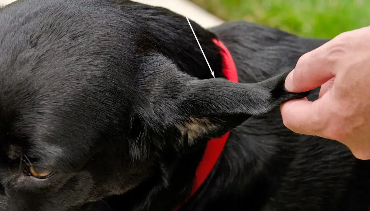 Ein Mensch pr&uuml;ft das Ohr eines schwarzen Hundes. Ein wei&szlig;er Pfeil zeigt auf die Ohrmuschel, die auf ein m&ouml;gliches Blutohr hindeutet.
