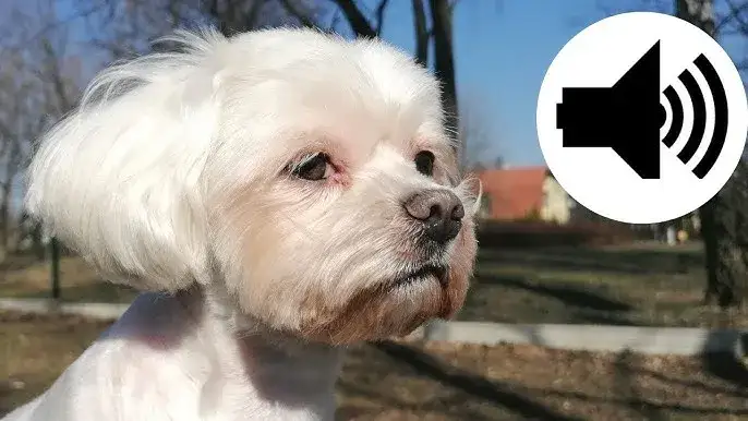 maltańczyk szczeka