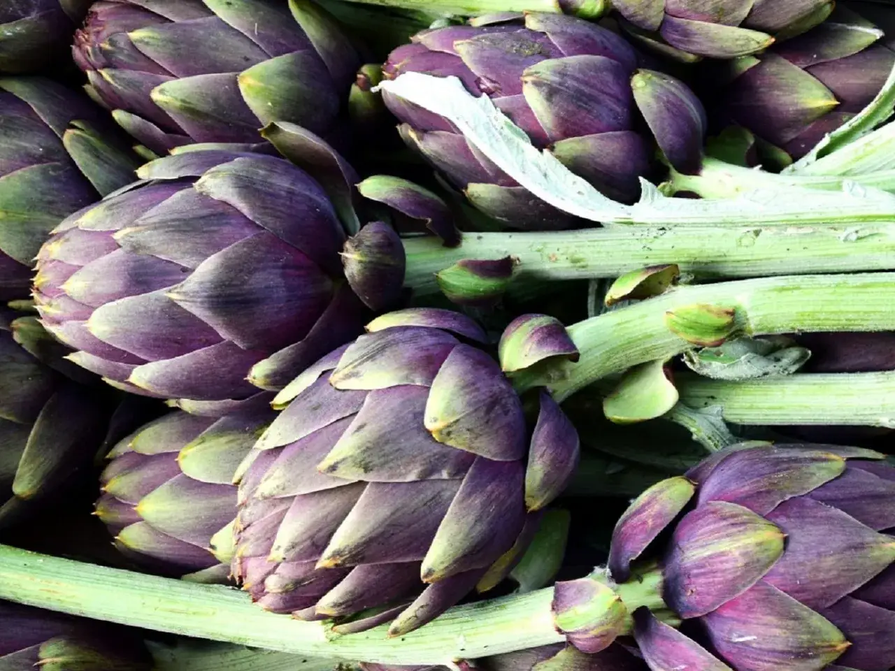 Gros plan sur une **artichaut plante** aux teintes violettes et vertes, prêts à être cuisinés.