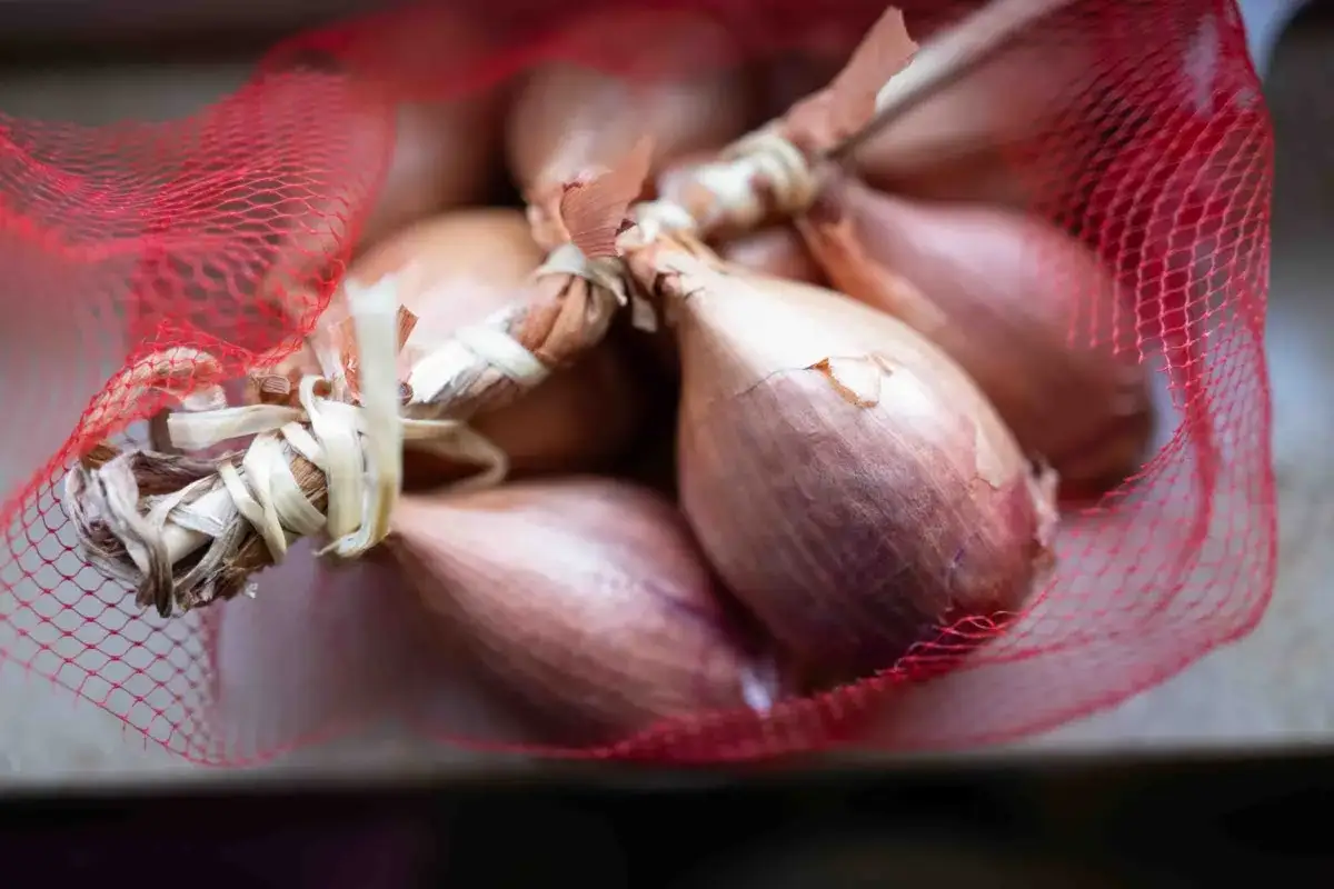 Ein Bund Schalotten in rotem Netz. Diese kleinen Zwiebeln sind ein Muss für feine Aromen.