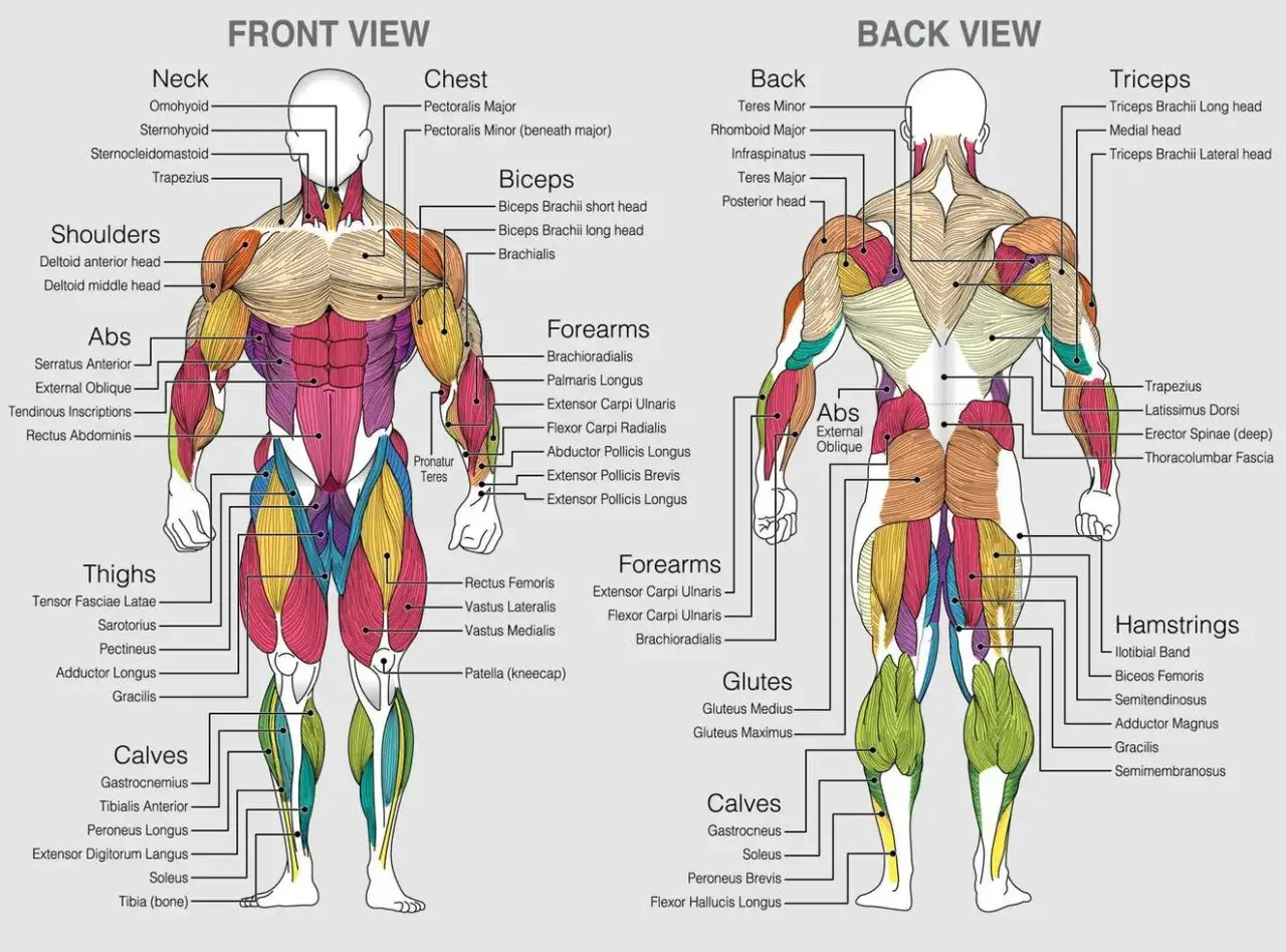Zdjęcie Todo sobre los músculos del cuerpo: tipos, funciones y anatomía
