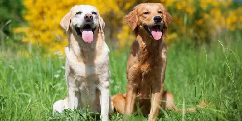 Zdjęcie Labrador czy golden retriever - który pies lepiej pasuje do rodziny?