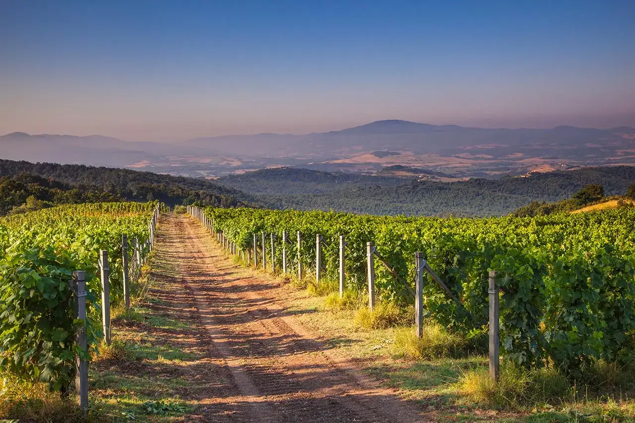 Droga przez winnicę, gdzie dojrzewają winogrona na wino soave, prowadzi ku falującym wzgórzom.