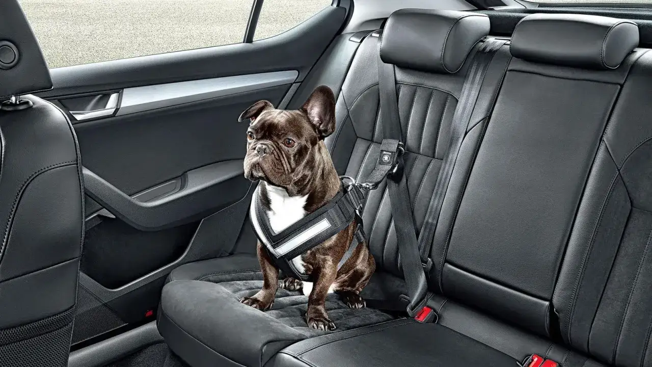 Un bulldog franc&eacute;s con arn&eacute;s de seguridad viaja c&oacute;modamente en el asiento trasero, demostrando que este es el mejor coche para llevar perros.