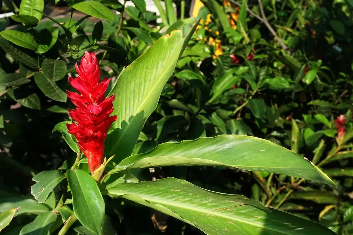 Un vibrante fiore di pianta di zenzero rosso spicca tra le foglie verdi lussureggianti, un'esplosione di colore nella natura.