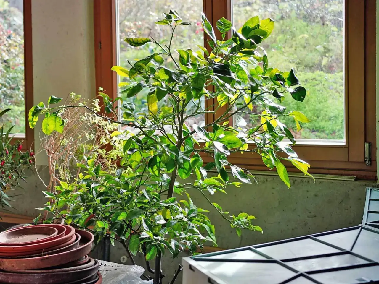 Ein üppiger Zitronenbaum im Topf, bereit für die Zitronenbaum Pflege, steht vor einem Fenster mit Blick ins Grüne. Daneben liegen leere Blumentöpfe.
