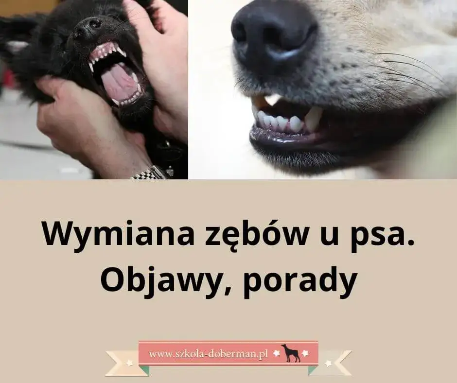 pies senior problemy z zębami