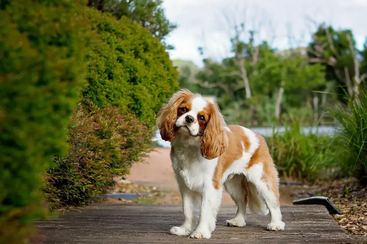 Uroczy king charles cavalier o brązowo-białym umaszczeniu stoi na drewnianej ścieżce, otoczony zielenią.